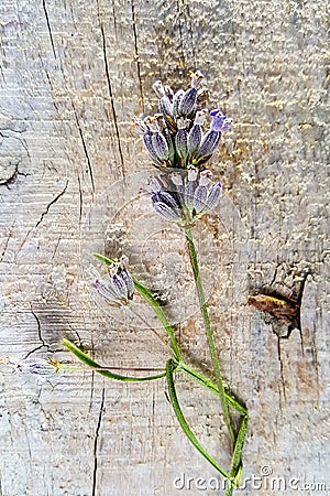 Lavender flower on a wood cement background Stock Photo