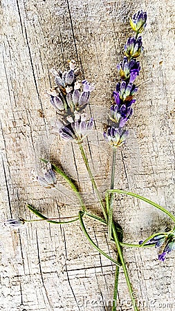 Lavender flower on a wood cement background Stock Photo