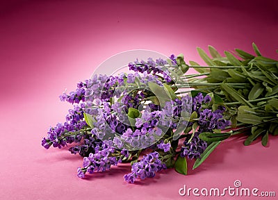 Lavender flowers Stock Photo