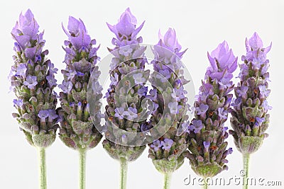 Lavender flowers by white background Stock Photo