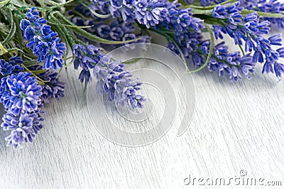 Lavender flowers Stock Photo