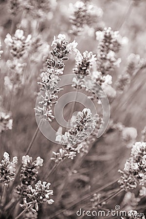 Lavender flowers as background. In Sepia toned. Retro style Stock Photo
