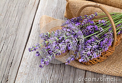 Lavender flowers in a basket with burlap Stock Photo