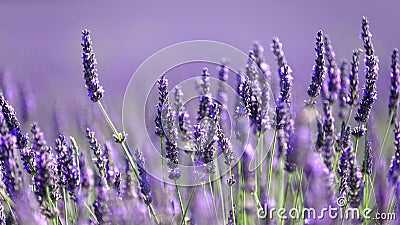 Lavender flowers in bloom Stock Photo