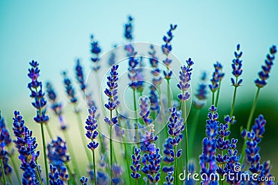 Lavender flowers blooming in field Stock Photo