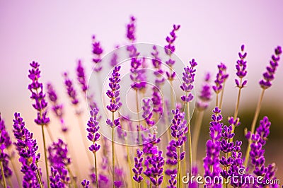Lavender flowers blooming in field Stock Photo