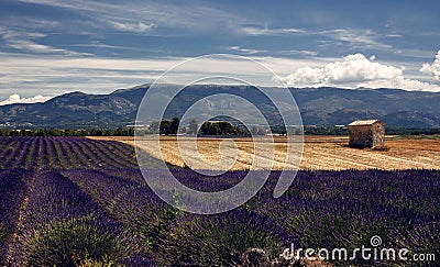 Lavender flowers blooming field Stock Photo