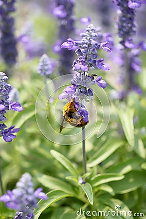 Lavender flowers blooming in garden and the wasp collect nectar. Stock Photo