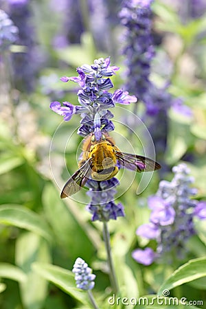 Lavender flowers blooming in garden and the wasp collect nectar. Stock Photo