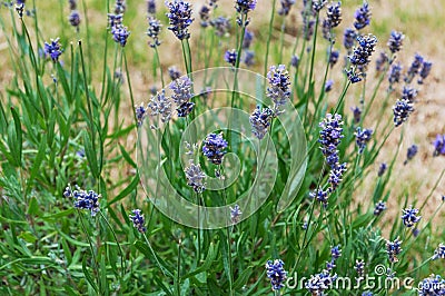 Lavender flowers blooming. Purple field flowers background. Tender lavender flowers. Stock Photo