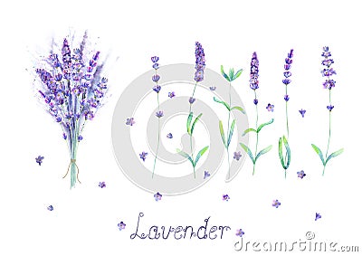 Lavender flowers, bouquet, lettering purple green watercolor set isolated on white background Vector Illustration