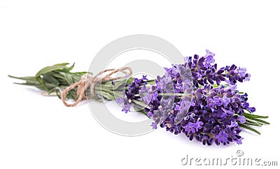 Lavender flowers bunch Stock Photo