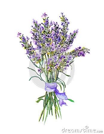 Lavender flowers bunch. Watercolor Stock Photo