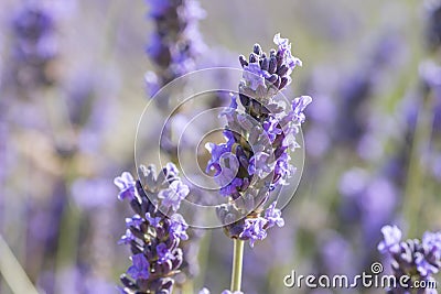 Lavender flowers close up Stock Photo