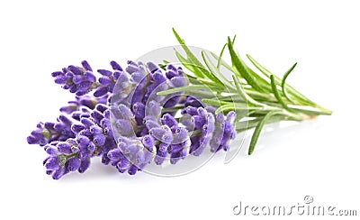 Lavender flowers Stock Photo