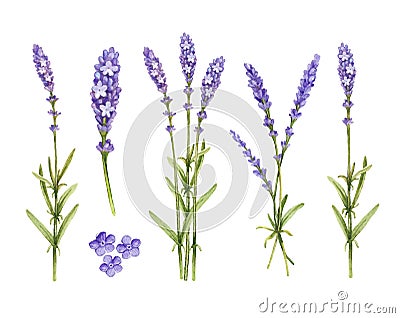 Lavender flowers collection Cartoon Illustration