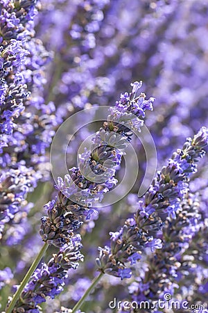 Lavender flowers Stock Photo