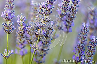 Lavender flowers detail in sunset. Lavender in Kuyucak, Isparta, Turkey. Stock Photo