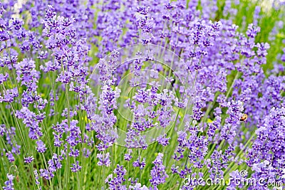 Lavender flowers field. Stock Photo