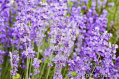 Lavender flowers field. Stock Photo