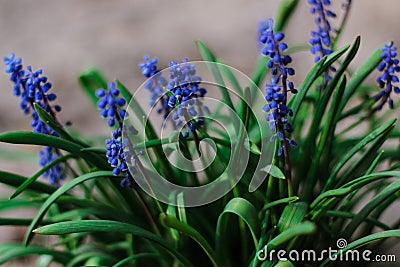 Lavender Flowers Field. Growing and Blooming Lavender Stock Photo