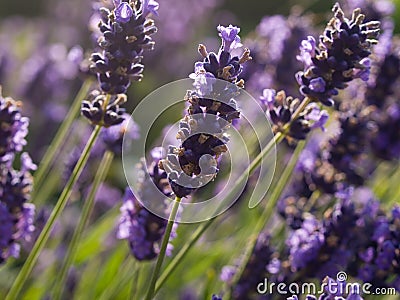 Lavender flowers in France Stock Photo