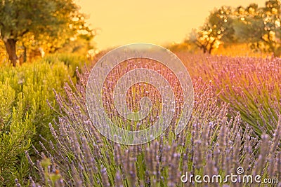 Lavender Flowers Growing in Rows, a Lavender Field at Sunset Stock Photo