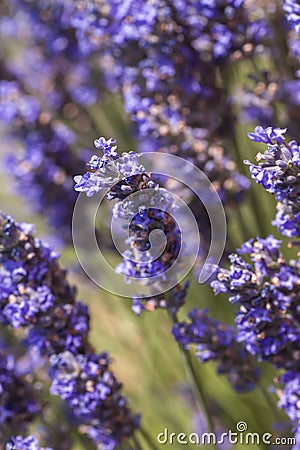 Lavender flowers Stock Photo