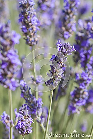 Lavender flowers Stock Photo