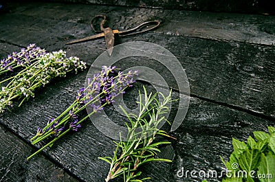 Lavender flowers, rosemary, mint, thyme, melissa with old scissors on a black wooden table. Burnt wood. Spa and cosmetic or cookin Stock Photo