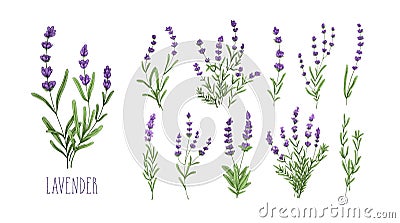 Lavender flowers set. Provence floral herbs with purple blooms. Botanical drawing of French field Lavandula. Blossomed Vector Illustration