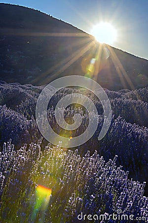 Lavender flowers on sunrise. Beautiful lavender field in Kuyucak, Isparta, Turkey. Stock Photo
