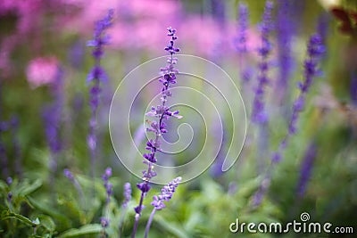 Lavender flowers. Sunset over a summer purple and pink lavender Stock Photo