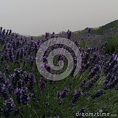 Lavender flowers in the valley Stock Photo