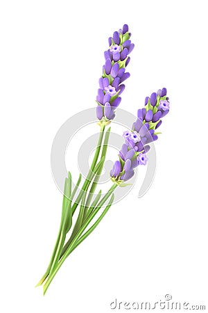 Lavender flowers vector illustration Vector Illustration