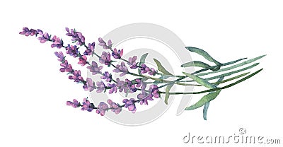 Lavender flowers. Cartoon Illustration