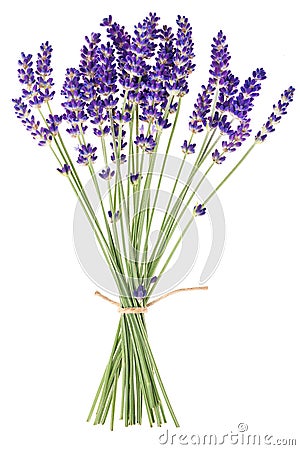 Lavender flowers Stock Photo