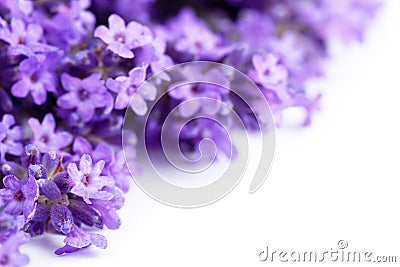 Lavender Flowers Stock Photo