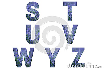 Lavender font Alphabet s, t, u, v, w, y, z made of lavender field. Stock Photo