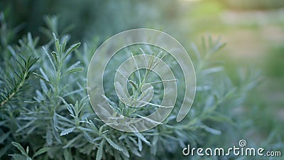 Lavender fragrant herb is edible woody perennial plant in traditional English cottage backyard planting sensory garden Stock Photo