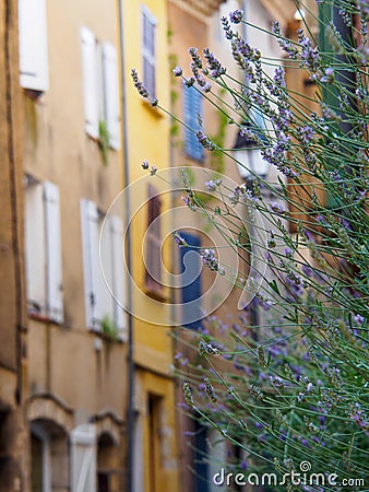 Lavender in front of narrow street Stock Photo