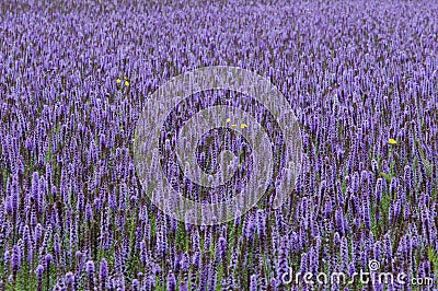 Lavender giant hyssop Agastache foeniculum Stock Photo