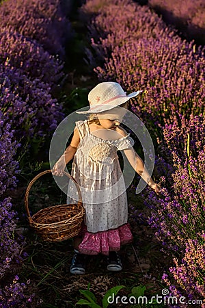 Lavender girl Stock Photo