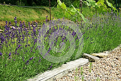 Lavender growing on the vine, protects vine bushes against parasites and diseases. Stock Photo