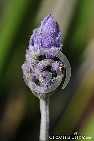 A macro view of an English lavender flowerhead Stock Photo