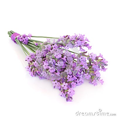 Lavender Herb Flower Posy Stock Photo