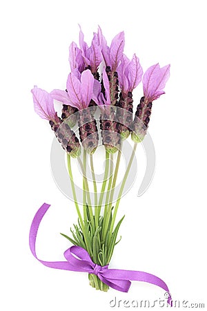 Lavender Herb Flower Posy Stock Photo