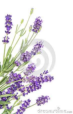 Lavender herb flowers white background Floral border Stock Photo