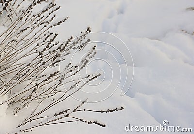 Lavender inflorescences and a cat`s path on white fluffy fresh snow Stock Photo