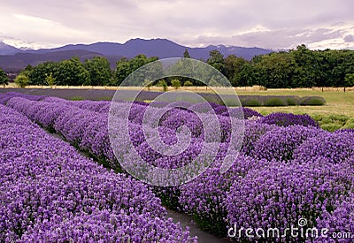 Lavender landscape Stock Photo